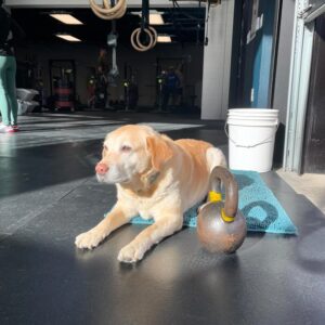 Wednesday Gym Dog Spotlight 🐕✨🐾