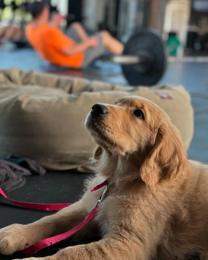 Read more about the article GLSC 🐶puppy🐶 alert!