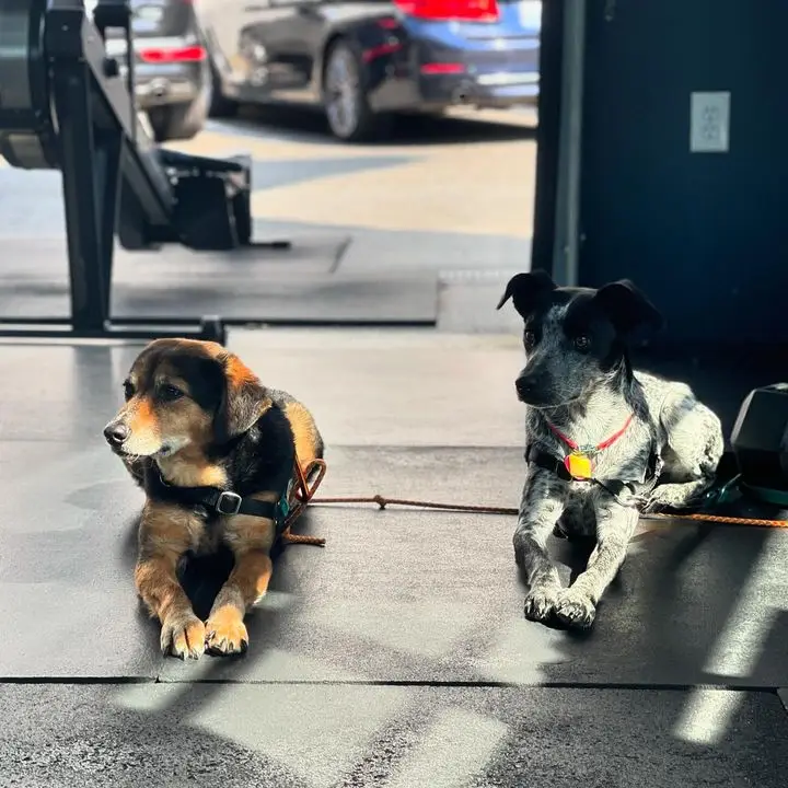 You are currently viewing Niko and Poppy – Gym Dog Spotlight! 🐾