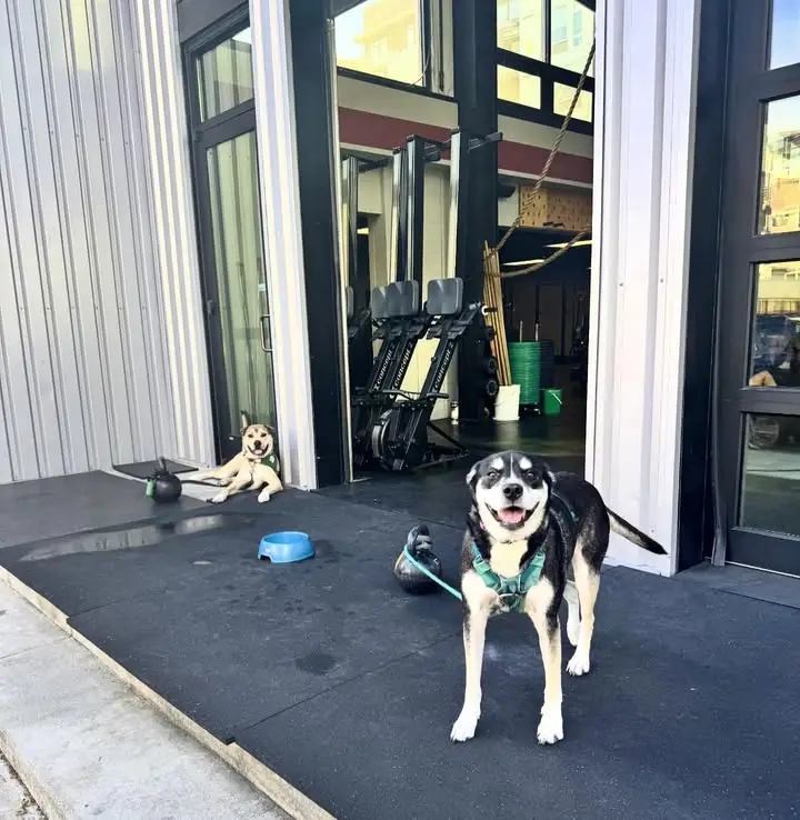 Read more about the article Dogs of GLSC